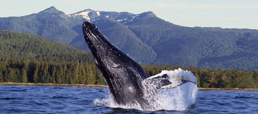 Embark on an awe-inspiring whale watching tour.